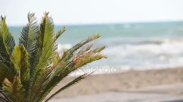 Palmeiras balançando no vento contra o belo surf e céu azul claro no fundo. Plantas tropicais crescendo no conceito de ilha paradisíaca exótica — Vídeo de Stock