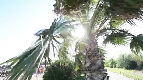 Güzel sörf ve arka plan üzerine açık mavi gökyüzü karşı rüzgarda sallanan palmiye ağaçları. Egzotik cennet ada kavramı üzerinde büyüyen tropikal bitki — Stok video