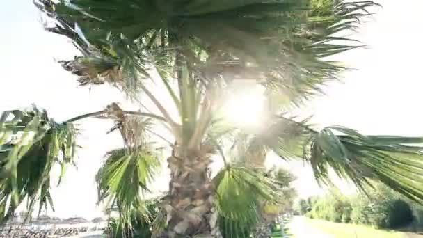 Пальмы, плывущие по ветру на фоне красивого серфинга и голубого ясного неба. Тропические растения, растущие на экзотическом райском острове — стоковое видео