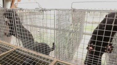 Vizon içinde belgili tanımlık kafes, yakın çekim, Otter çiftlikte