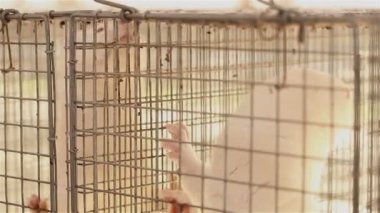 Vizon içinde belgili tanımlık kafes, yakın çekim, Otter çiftlikte