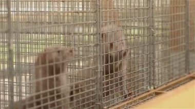 Vizon içinde belgili tanımlık kafes, yakın çekim, Otter çiftlikte