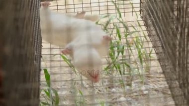 Kafes, yakın çekim, çiftlik, çiftlik iç vizon vizon