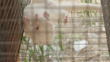 Vizon içinde belgili tanımlık kafes, yakın çekim, Otter çiftlikte