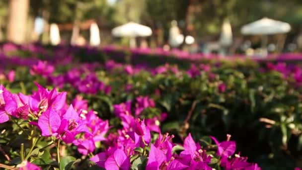 Kolorowe kwiaty szczegół, panorama — Wideo stockowe