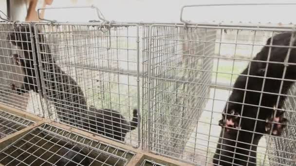 Mink i buren, närbild, Otter på gården — Stockvideo