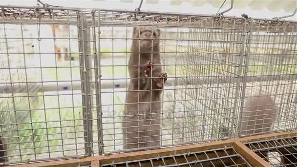 The mink in the cage, close-up, Otter on the farm — Stock Video