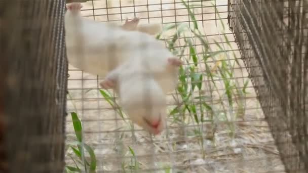 Le vison dans la cage, gros plan, vison à la ferme, Intérieur de la ferme — Video