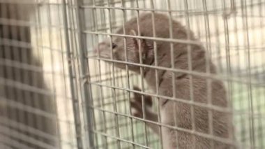 Vizon içinde belgili tanımlık kafes, yakın çekim, Otter çiftlikte