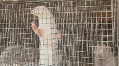 Vizon içinde belgili tanımlık kafes, yakın çekim, Otter çiftlikte