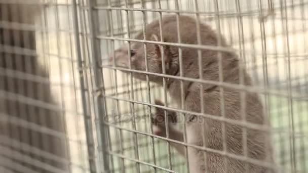 Vizon içinde belgili tanımlık kafes, yakın çekim, Otter çiftlikte — Stok video