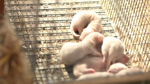 Norek z dziećmi, norek z małe wydry, wnętrze Farm — Wideo stockowe