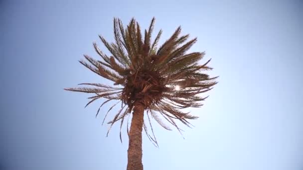 En solstråle genom palm bladen, palm mot den blå himlen, solen skiner, kronan av palmblad på en bakgrund av blå himmel — Stockvideo