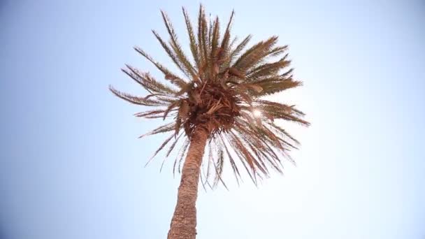En solstråle genom palm bladen, palm mot den blå himlen, solen skiner, kronan av palmblad på en bakgrund av blå himmel — Stockvideo