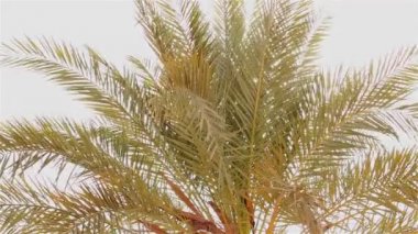 palmiye yaprakları, palm mavi gökyüzü ile güneş ışığı güneş parlıyor, palmiye yaprakları mavi gökyüzü arka plan üzerinde bir taç