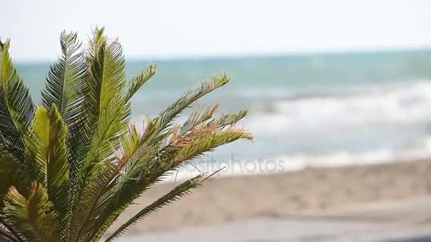 Palmy kołyszące się w wiatr przed surf piękne i błękitne niebo jasne na tle. Tropikalne rośliny rosnące na egzotyczny Raj Wyspa koncepcji — Wideo stockowe