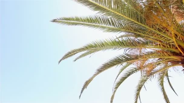 Otel ana binanın önünde büyüyen palmiye ağacı — Stok video