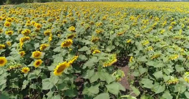 Tournesol sur le terrain, Vue aérienne, Le long des rangs, vol, vue d'en haut, beaucoup de plantes, mouvement 