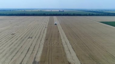 Büyük buğday alan, buğday alanında, çalışma alanı, yukarıdaki görünümünden, alan hasat buğday, anten, 4 k yeşil hasat hasat üzerinde çalışıyor Traktörler ve biçerdöverler havadan görünümü