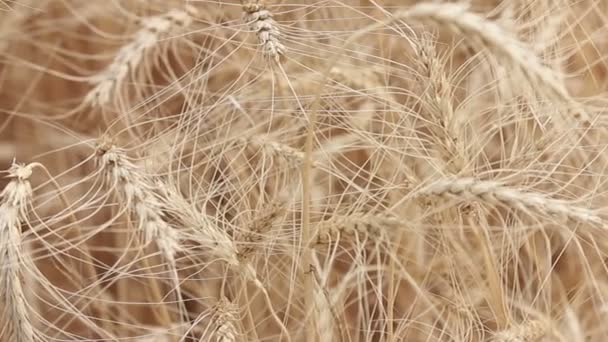 Žlutý uši pšenice houpat ve větru, pozadí oblasti zralé klasy pšenice, sklizeň, pšenice rostoucí na hřišti, video, Close-up, boční pohled — Stock video