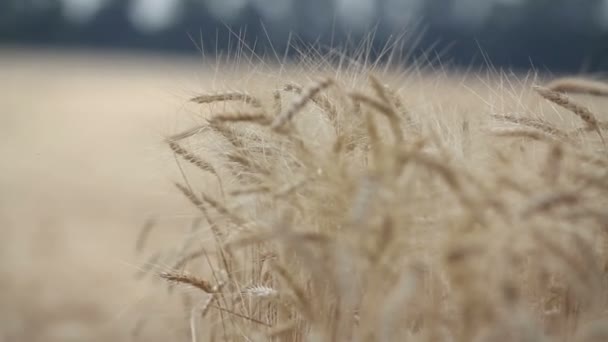 Žlutý uši pšenice houpat ve větru, pozadí oblasti zralé klasy pšenice, sklizeň, pšenice rostoucí na hřišti, video, Close-up, boční pohled — Stock video