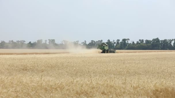 Комбайн на пшеничном поле, зеленый комбайн на поле, вид на комбайны и тракторы, работающие на большом пшеничном поле — стоковое видео