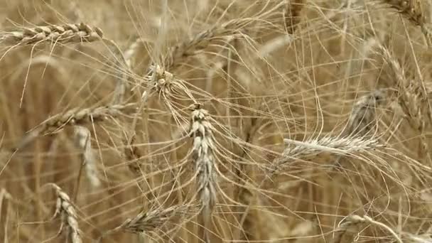 Žlutý uši pšenice houpat ve větru, pozadí oblasti zralé klasy pšenice, sklizeň, pšenice rostoucí na hřišti, video, Close-up, boční pohled — Stock video