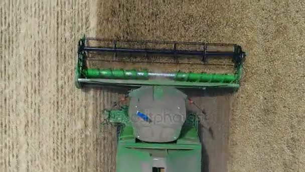 Aerial view on the combines and tractors working on the large wheat field, Harvester on the wheat field, Green harvester working on the field, View from above, the field harvesting wheat, aerial, 4k — Stock Video