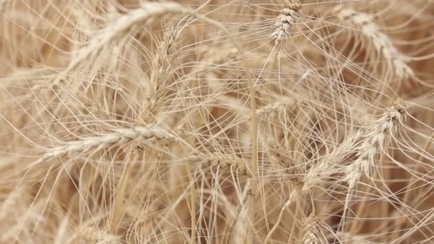 Orecchie gialle ondeggiano nel vento, il campo di fondo di spighe mature di grano, Raccolta, Grano che cresce sul campo, video, Primo piano, vista laterale — Video Stock