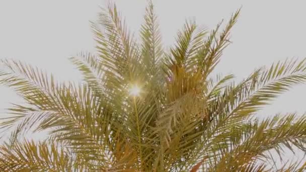 En solstråle genom palm bladen, palm mot den blå himlen, solen skiner, kronan av palmblad på en bakgrund av blå himmel — Stockvideo