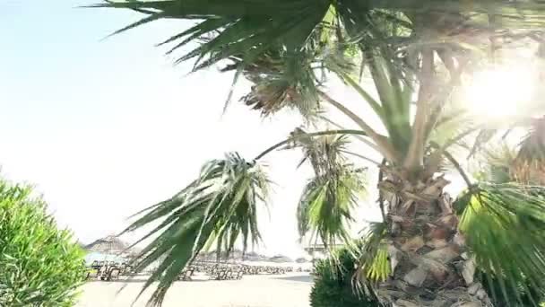 Palme ondeggianti nel vento contro il bel surf e il cielo azzurro chiaro sullo sfondo. Piante tropicali che crescono sul concetto di isola paradiso esotico — Video Stock