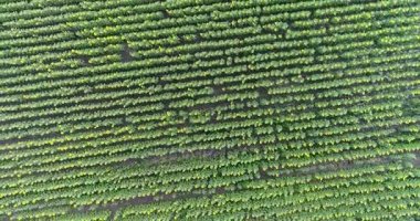 Alan, havadan görünümü, satır, uçak, 4k video, yukarıdan görünüm, hareket, bir sürü bitkiler, artış, kaldırma, yükseklik, iniş, hareket boyunca yaz aylarında ayçiçeği alan ayçiçeği