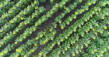 Alan, havadan görünümü, satır, uçak, 4k video, yukarıdan görünüm, hareket, bir sürü bitkiler, artış, kaldırma, yükseklik, iniş, hareket boyunca yaz aylarında ayçiçeği alan ayçiçeği