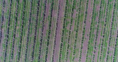 Bir görünümü ağaçlar ağaç Fidan, bir bahçe Merkezi, genç elma Bahçe alanında, ağaç fidan genç elma bahçesinde 4 k, hava satırlarının uçan hava, fidan