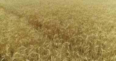 Sarı kulakları buğday sway rüzgarda, arka plan alanını olgun kulak buğday hasat, alan, havadan görünümü, görünüm yukarıdan, hava, 4 k, üzerinde video büyüyen buğday