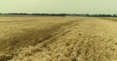 Sarı kulakları buğday sway rüzgarda, arka plan alanını olgun kulak buğday hasat, alan, havadan görünümü, görünüm yukarıdan, hava, 4 k, üzerinde video büyüyen buğday