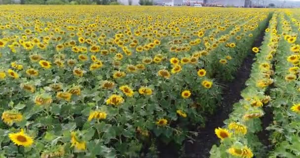Tournesol sur le terrain, Vue aérienne, Le long des rangs, vol, vue d'en haut, beaucoup de plantes, mouvement 