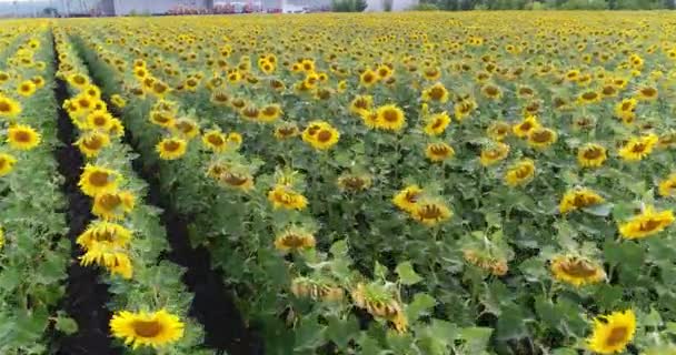 Tournesol sur le terrain, Vue aérienne, Le long des rangs, vol, vue d'en haut, beaucoup de plantes, mouvement 