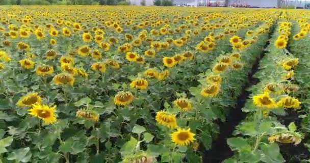 Tournesol sur le terrain, Vue aérienne, Le long des rangs, vol, vue d'en haut, beaucoup de plantes, mouvement 