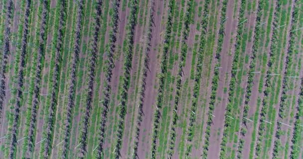 Uma vista das mudas de árvores do ar, voando sobre mudas de árvores, um centro de jardim, um jovem jardim de maçãs no campo, linhas de brotos de árvores no jardim de maçãs jovens, 4k, aéreo — Vídeo de Stock