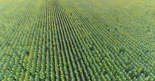 フィールド、空撮、行、飛行、4 k 映像、上からの眺め、動き、多くの植物、持ち上げ、高さ、降下、動きの上昇に沿って、夏のひまわり畑でひまわり — ストック動画