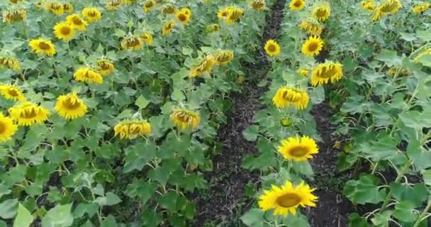 Sunflower on the field, Aerial view, Along the rows, flight, view from above, a lot of plants, movement — Stock Video