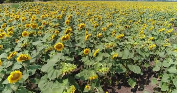 Соняшник на полі, Вид з повітря, Уздовж рядів, політ, вид зверху, багато рослин, рух — стокове відео