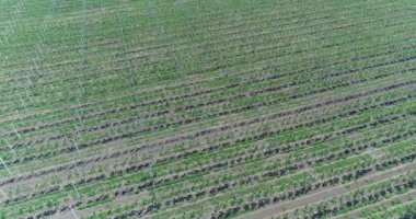 Bir görünümü ağaçlar ağaç Fidan, bir bahçe Merkezi, genç elma Bahçe alanında, ağaç fidan genç elma bahçesinde 4 k, hava satırlarının uçan hava, fidan