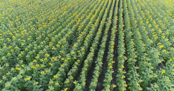 Girasole sul campo, Vista aerea, Lungo le file, volo, vista dall'alto, un sacco di piante, movimento — Video Stock