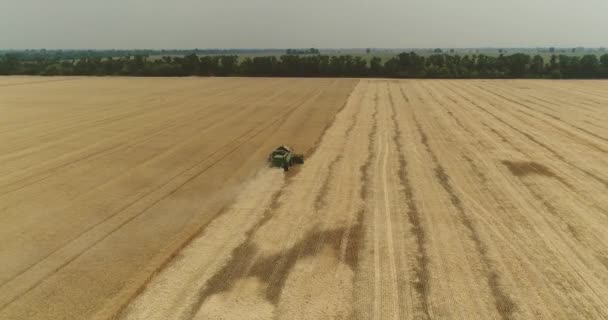 Flygfoto på skördetröskor och traktorer som arbetar på fältet stora vete, skördare på fältet vete, gröna skördare arbetar på fältet, vy från ovan, fältet skörda vete, antenn, 4k — Stockvideo