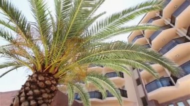 Otel ana binanın önünde büyüyen palmiye ağacı