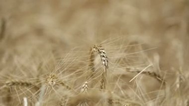 Sarı kulakları buğday sway rüzgarda, arka plan alanını olgun kulak buğday hasat, sahada, video, yakın çekim, yan görünüm büyüyen buğday