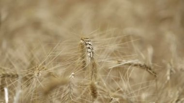 Sarı kulakları buğday sway rüzgarda, arka plan alanını olgun kulak buğday hasat, sahada, video, yakın çekim, yan görünüm büyüyen buğday