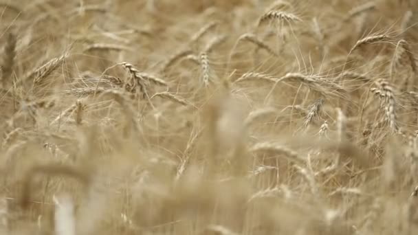 Las espigas amarillas se balancean en el viento, el campo de fondo de las espigas maduras de trigo, Cosecha, Trigo creciendo en el campo, video, Primer plano, vista lateral — Vídeo de stock